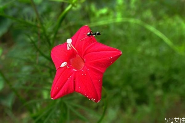 五星花的花語是什么呢 五星花的種植有什么注意的呢