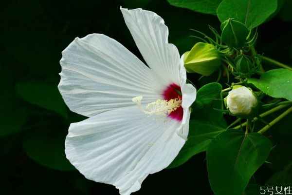 芙蓉葵的花語(yǔ)是什么呢 芙蓉葵的種植有什么注意的呢