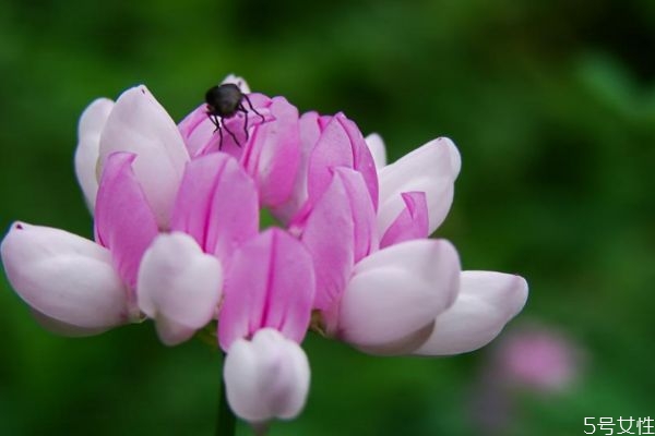 小冠花的花語(yǔ)是什么呢 小冠花的種植有什么注意的呢