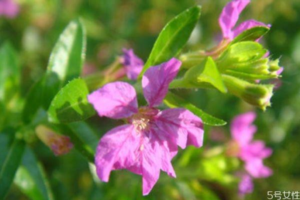 萼距花的花語(yǔ)是什么呢 萼距花的種植有什么注意的呢