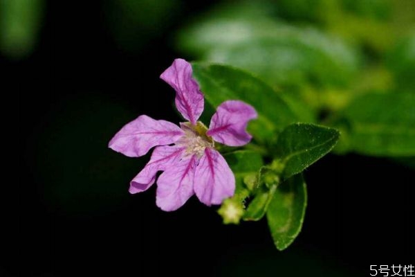 萼距花的花語(yǔ)是什么呢 萼距花的種植有什么注意的呢