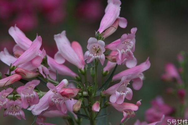 釣鐘柳的花語(yǔ)是什么呢 釣鐘柳的種植有什么注意的呢