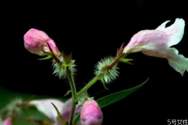 猬實(shí)的花語(yǔ)是什么呢 猬實(shí)的種植有什么注意的呢