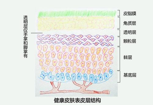 如何修復(fù)過薄的角質(zhì)層 角質(zhì)層薄的表現(xiàn)