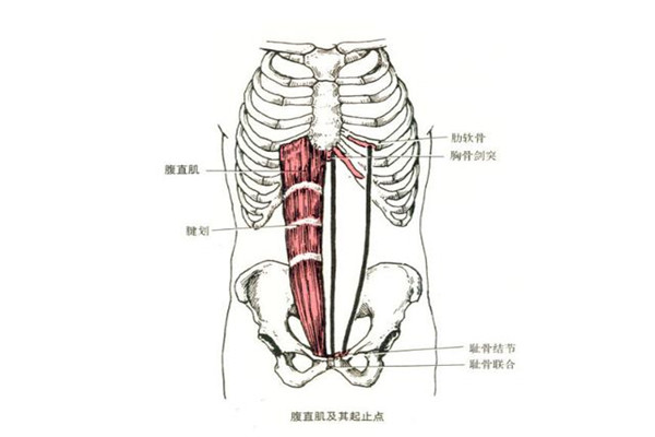 鍛煉腹直肌要注意什么 鍛煉腹直肌的注意事項(xiàng)