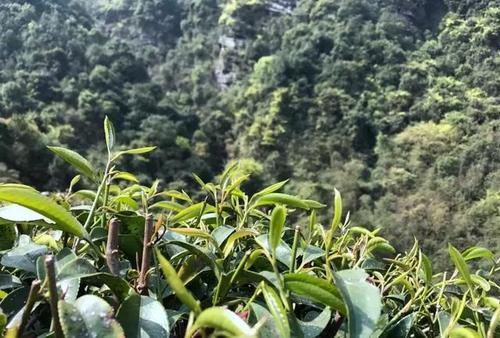 石崖茶什么味道 石崖茶是什么茶