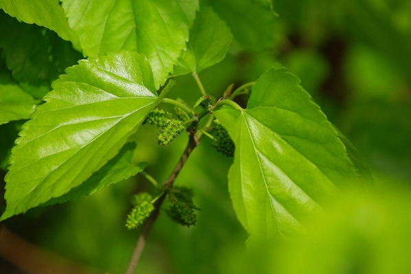 喝桑葉茶對(duì)睡眠有幫助嗎 失眠可以喝桑葉茶嗎