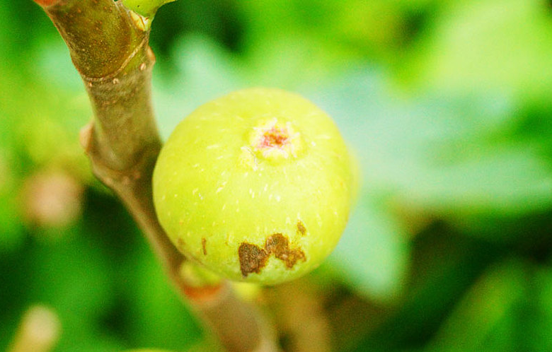 5種人不能吃無(wú)花果 孕婦能不能吃無(wú)花果