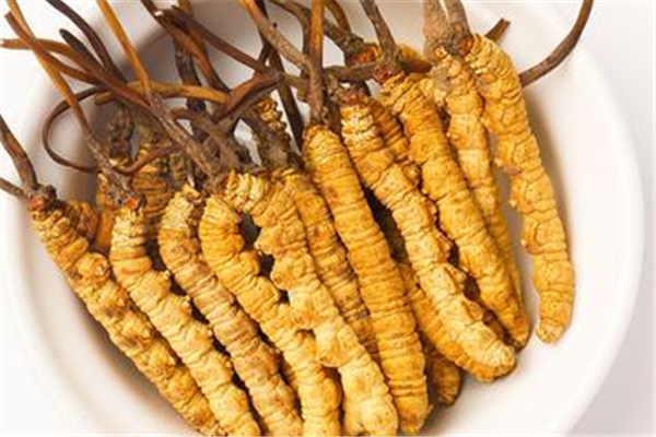 蟲(chóng)草是新鮮的好還是干的好 蟲(chóng)草可以直接嚼著吃嗎