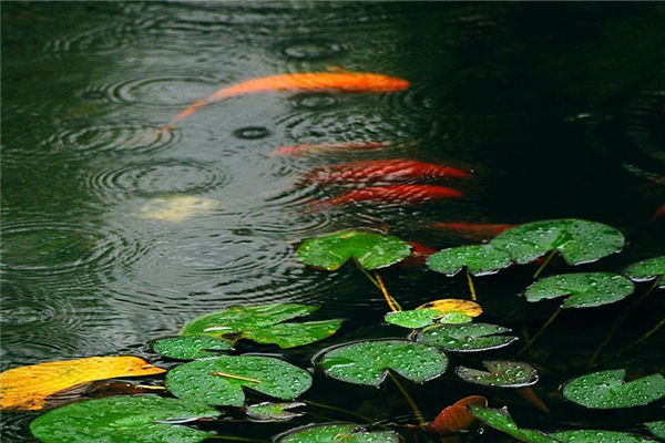 梅雨季節(jié)家里潮濕是開窗還是關(guān)窗 梅雨季節(jié)要注意什么