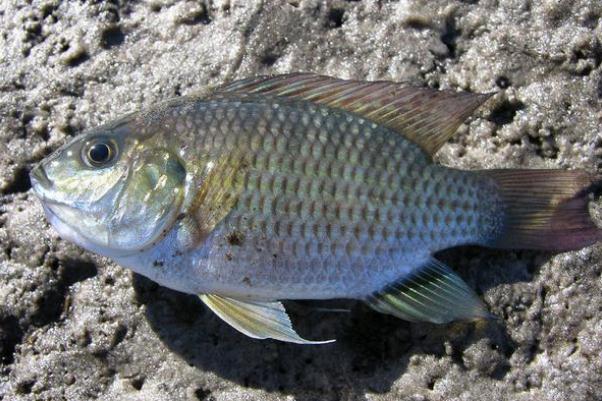 吃羅非魚會致癌嗎 痛風(fēng)能吃羅非魚嗎