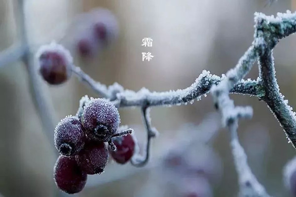 霜降為什么要吃鴨 霜降為什么要賞菊花