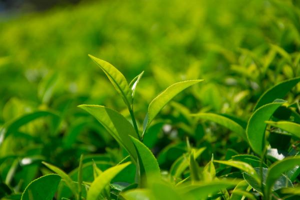 綠茶要一直泡在水里嗎 綠茶要茶水分離嗎