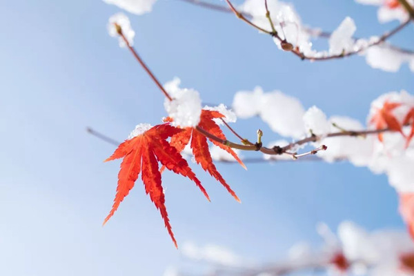 立冬會(huì)下雪嗎 立冬會(huì)很冷嗎