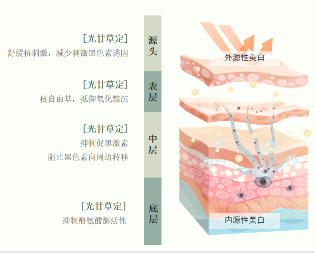 光甘草定有啥功效和作用？究竟珍貴在哪里呢？