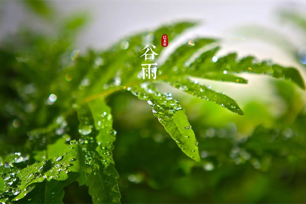 谷雨節(jié)氣喝什么茶養(yǎng)生 谷雨節(jié)氣的飲食禁忌