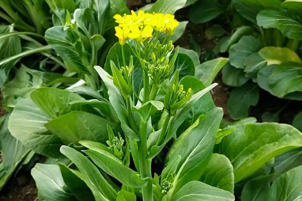 菜苔怎么保存時(shí)間更長 菜苔可以冷凍保存嗎