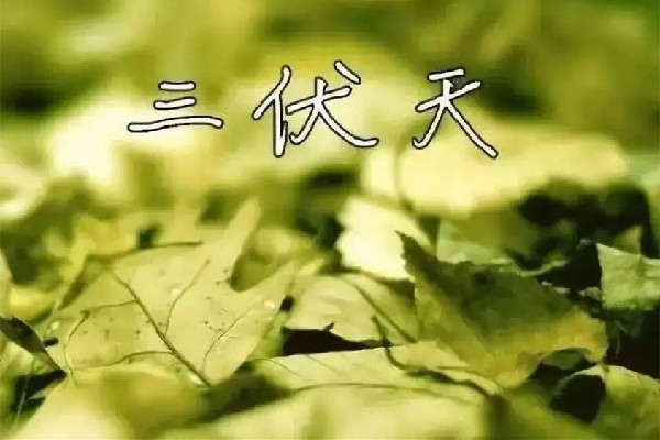 三伏天吃什么好補身體 三伏天吃羊肉的功效