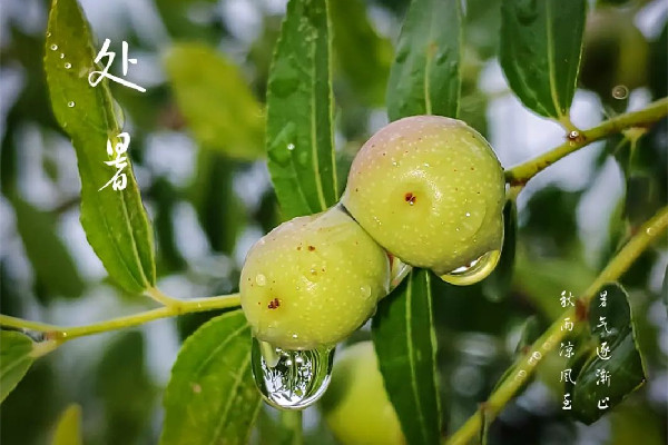 處暑是幾月幾號2022 處暑的含義是什么意思