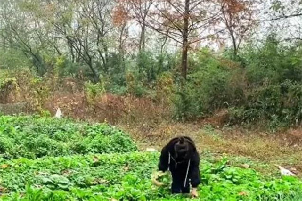 女子獨(dú)居農(nóng)村月入1千稱(chēng)很快樂(lè) 獨(dú)居生活是一種什么感受