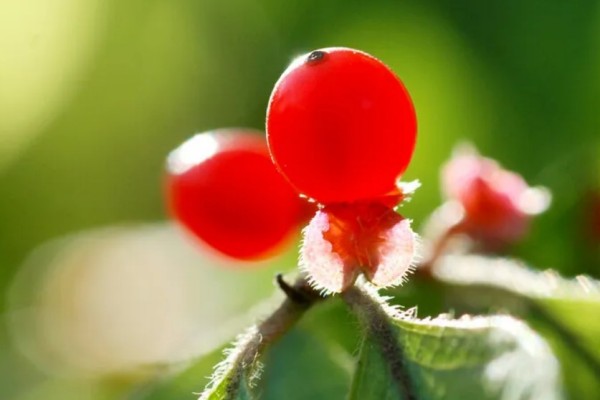 紅豆發(fā)豆芽可以吃嗎 紅豆發(fā)芽要多長時間