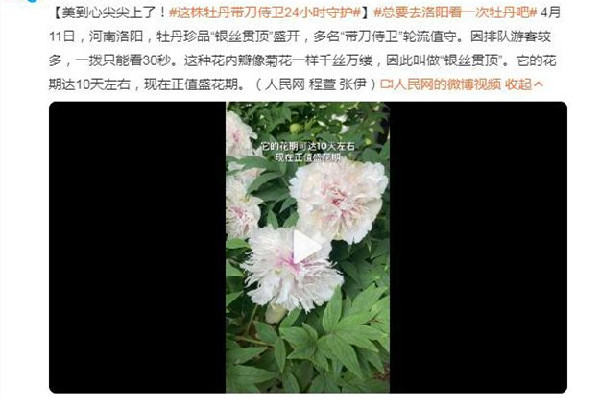 這株牡丹有“帶刀侍衛(wèi)”24小時(shí)守護(hù) 牡丹花的寓意和象征